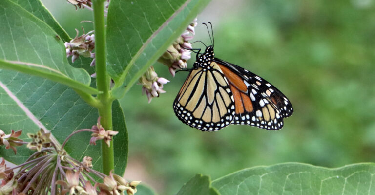 monarch butterfly on native milkweed