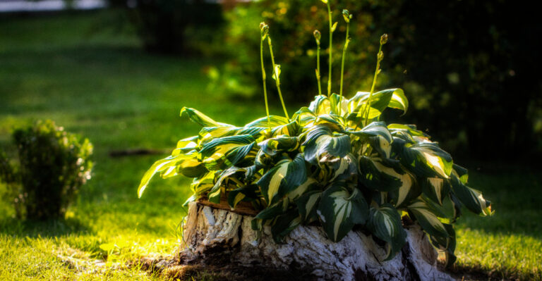 Do This To Oregon Hostas Right Now And They Come Back Three Times Fuller Next Season