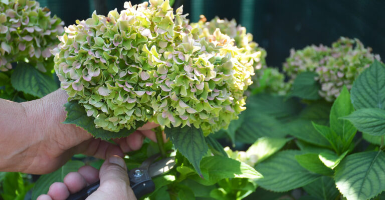Do This To Oregon Hydrangeas Before August And They Will Reward You With More Blooms