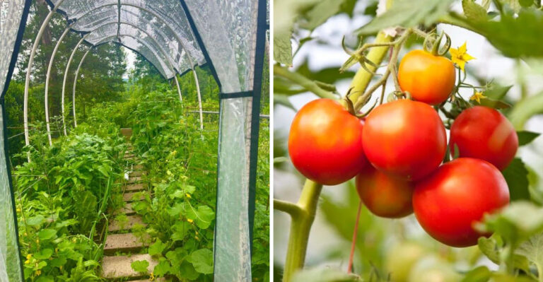Do This To Your California Garden Before Temperatures Hit 115 Degrees