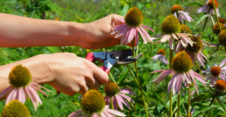 Do This To Your North Carolina Coneflowers After They Bloom So They Come Back Stronger