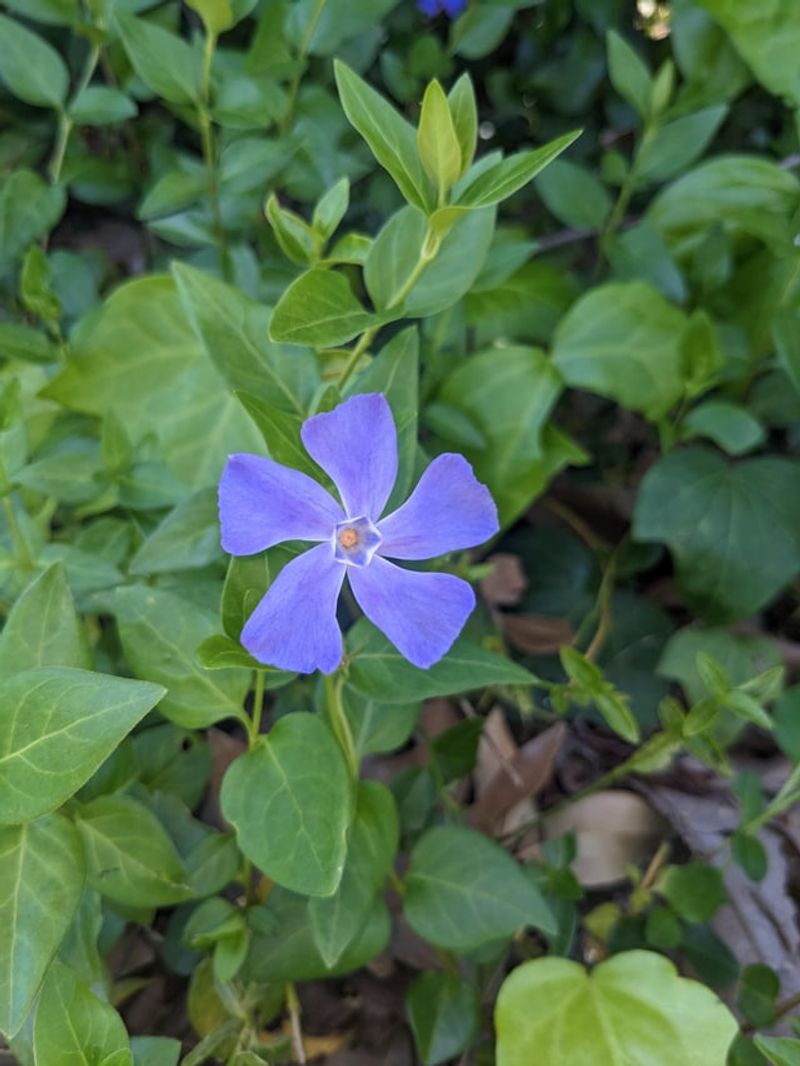 Document Where The Plant Came From