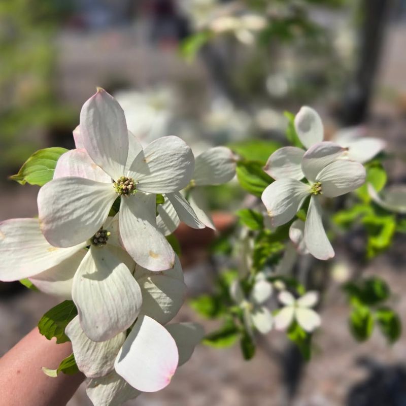 Dogwood Trees Dogwood Trees