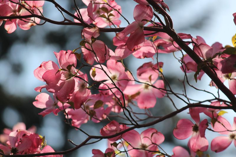 Dogwoods Weaken Without Consistent Moisture Dogwoods Weaken Without Consistent Moisture