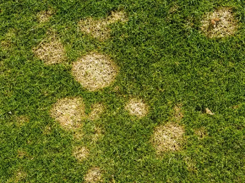 Dollar Spot Makes Small Patches