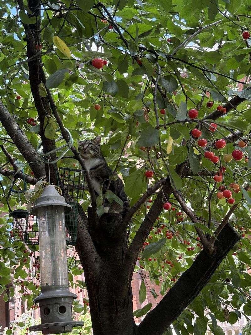 Don't Cross The Line To Pick Fruit Don't Cross The Line To Pick Fruit