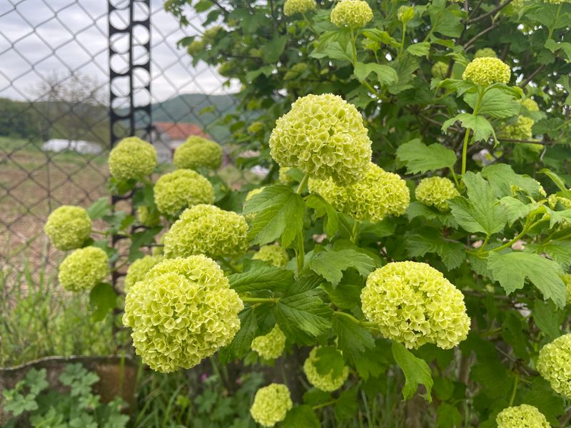 Don't Cut Every Green Bloom Yet