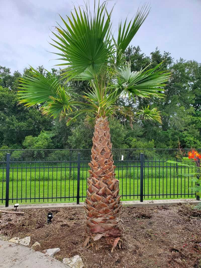 Don't Cut Green Fronds Too Soon Don't Cut Green Fronds Too Soon