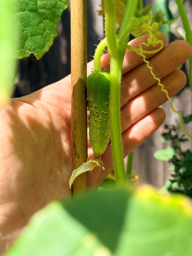 Don't Flood Vines After Letting Them Wilt Don't Flood Vines After Letting Them Wilt
