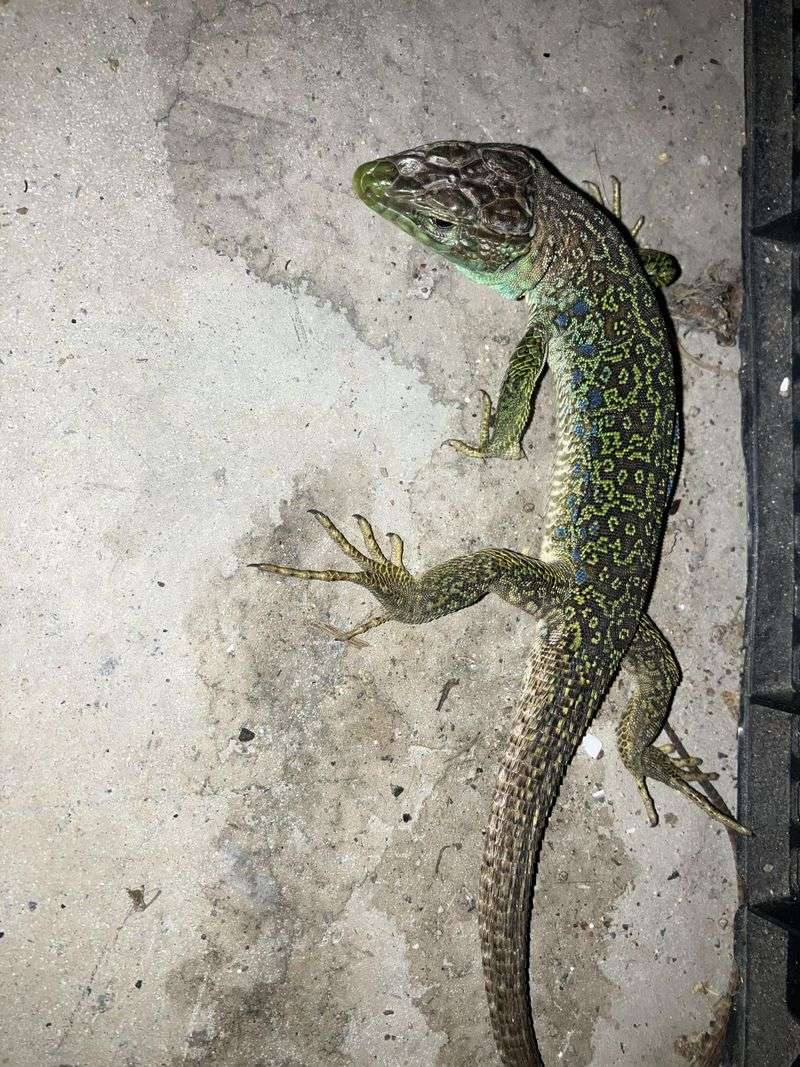 Don't Handle A Heat-Stressed Lizard