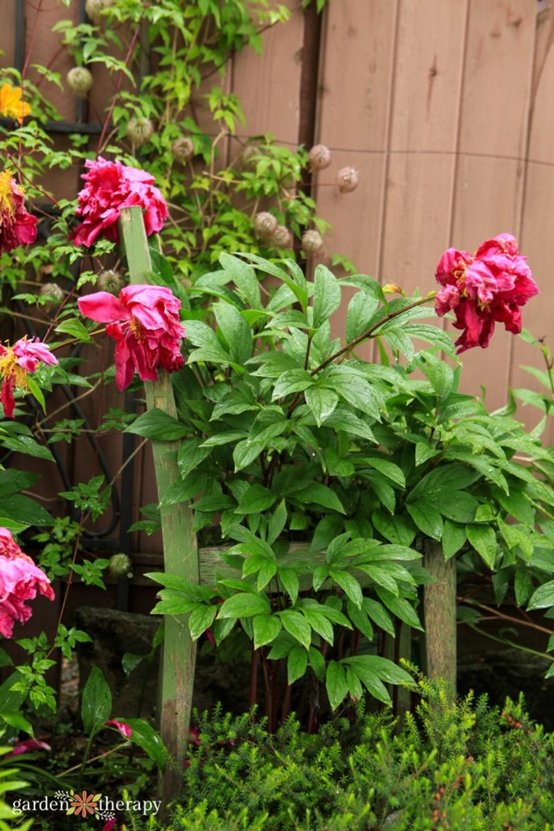 Don't Hide Peonies By Hacking Them Down Don't Hide Peonies By Hacking Them Down