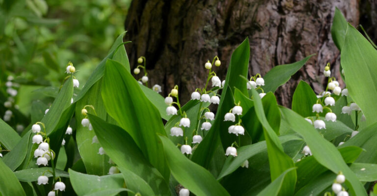 Don’t Let Lily Of The Valley Take Over Your Wisconsin Garden, Here’s How To Remove It