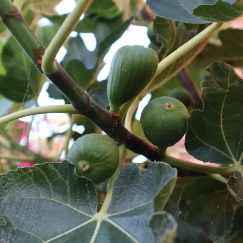 Don't Let The Soil Dry Out During Fruit Development Don't Let The Soil Dry Out During Fruit Development