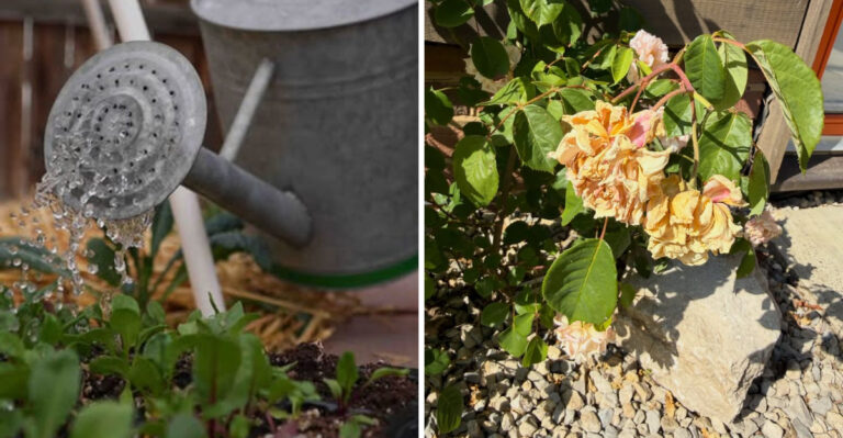 Don’t Make The August Watering Mistake That Boils Arizona Plant Roots