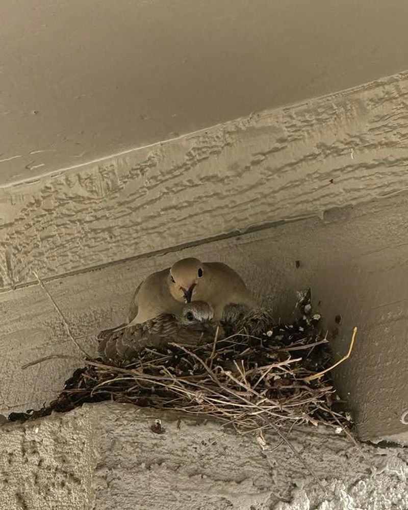 Don't Move An Active Nest Don't Move An Active Nest