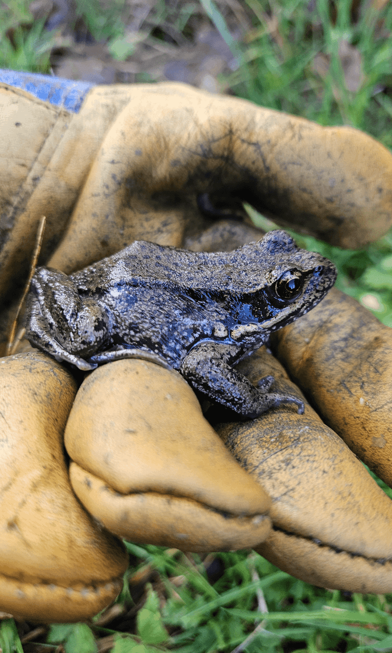 Don't Move Frogs Unless They're In Danger Don't Move Frogs Unless They're In Danger
