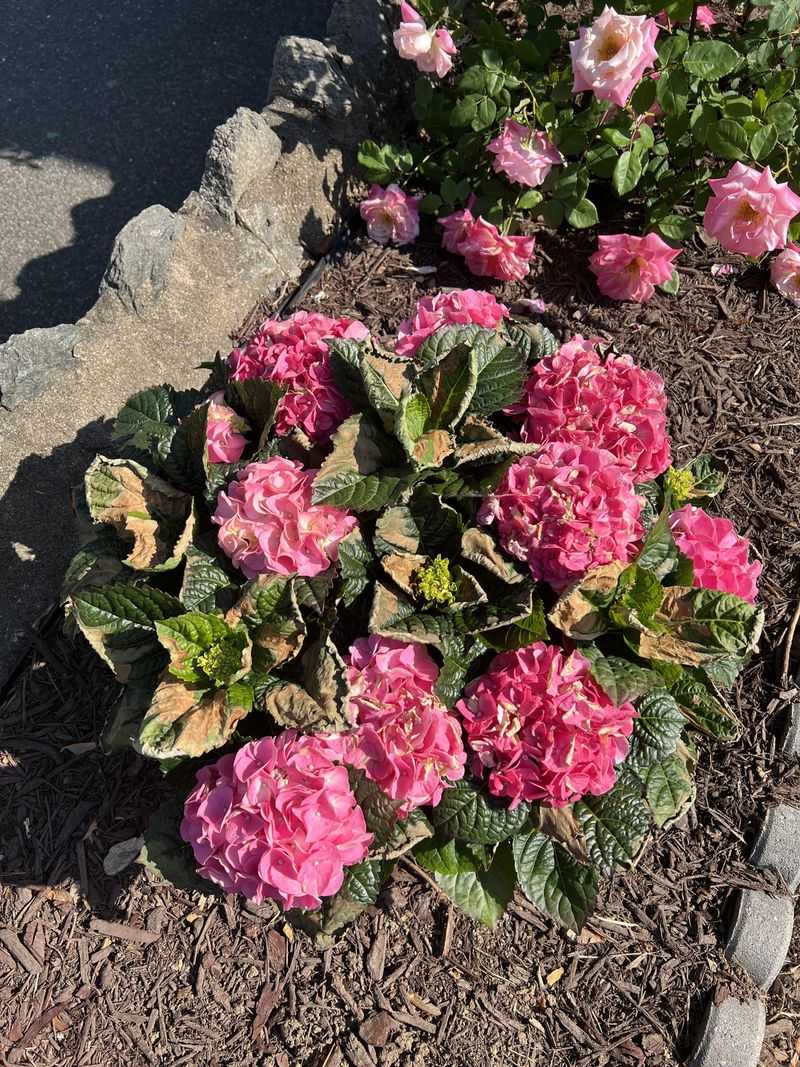 Don't Prune Scorched Leaves Too Soon
