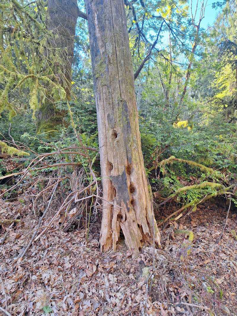 Don't Remove Every Snag Too Quickly