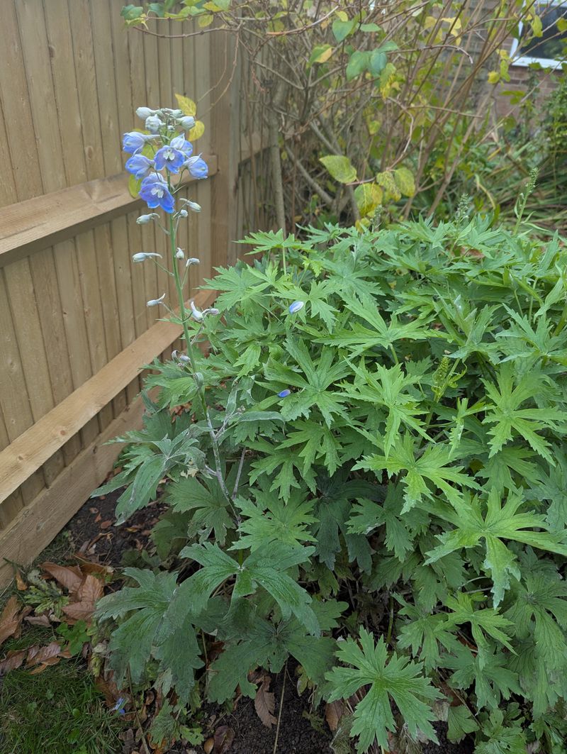 Don't Remove The Whole Plant Don't Remove The Whole Plant