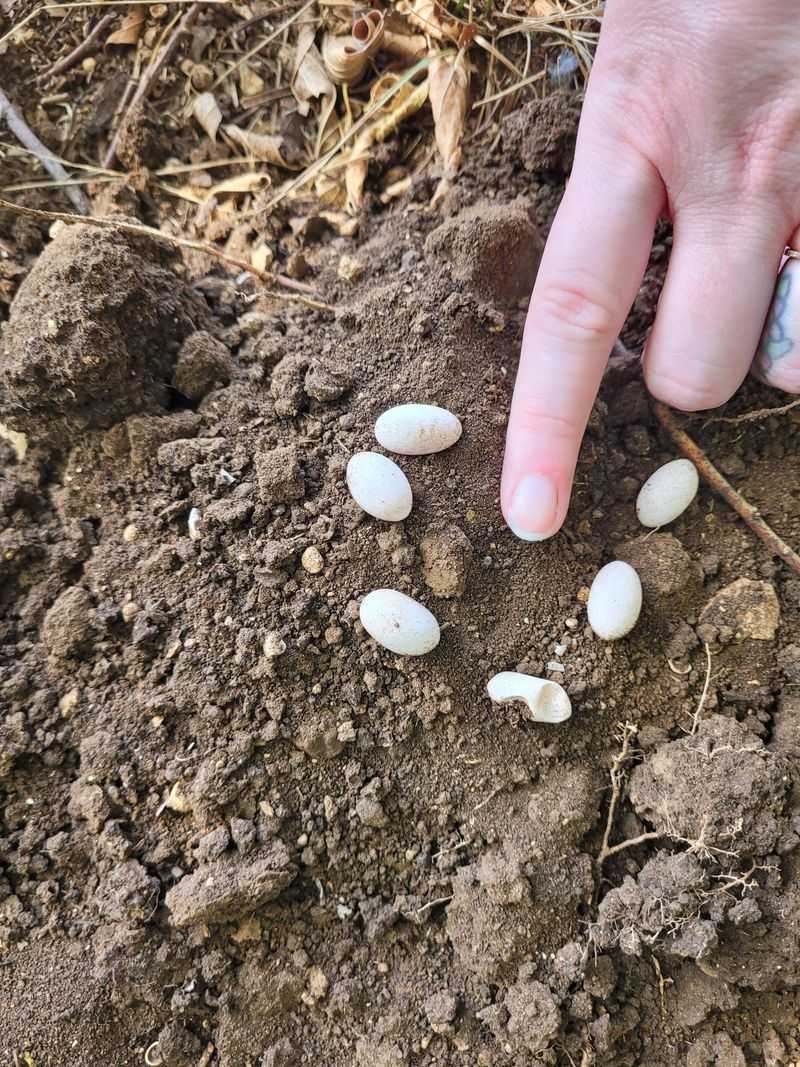 Don't Turn The Eggs Over Don't Turn The Eggs Over