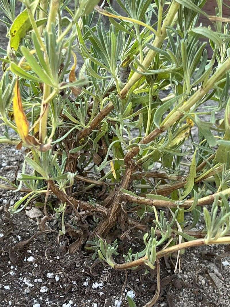 Don't Wait Until Stems Turn Fully Brown