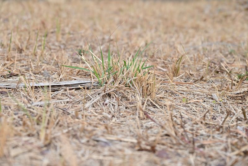 Dormancy Is A Natural Survival Response To Drought