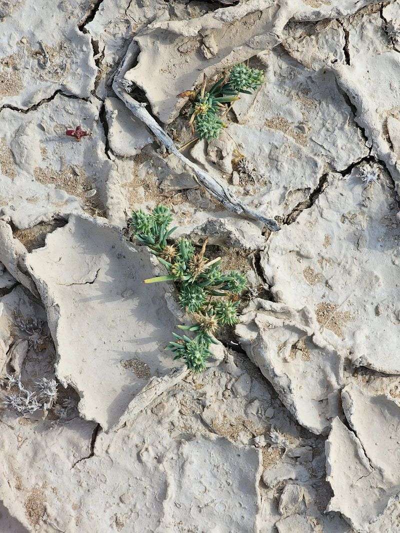 Dormancy Lets Plants Ride Out Extremes Dormancy Lets Plants Ride Out Extremes