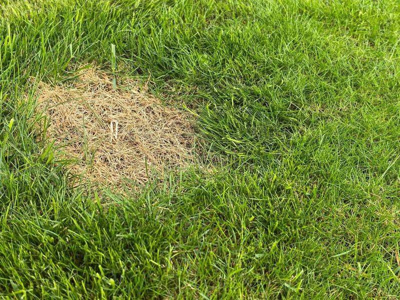 Dormant Grass May Still Have Living Crowns Dormant Grass May Still Have Living Crowns