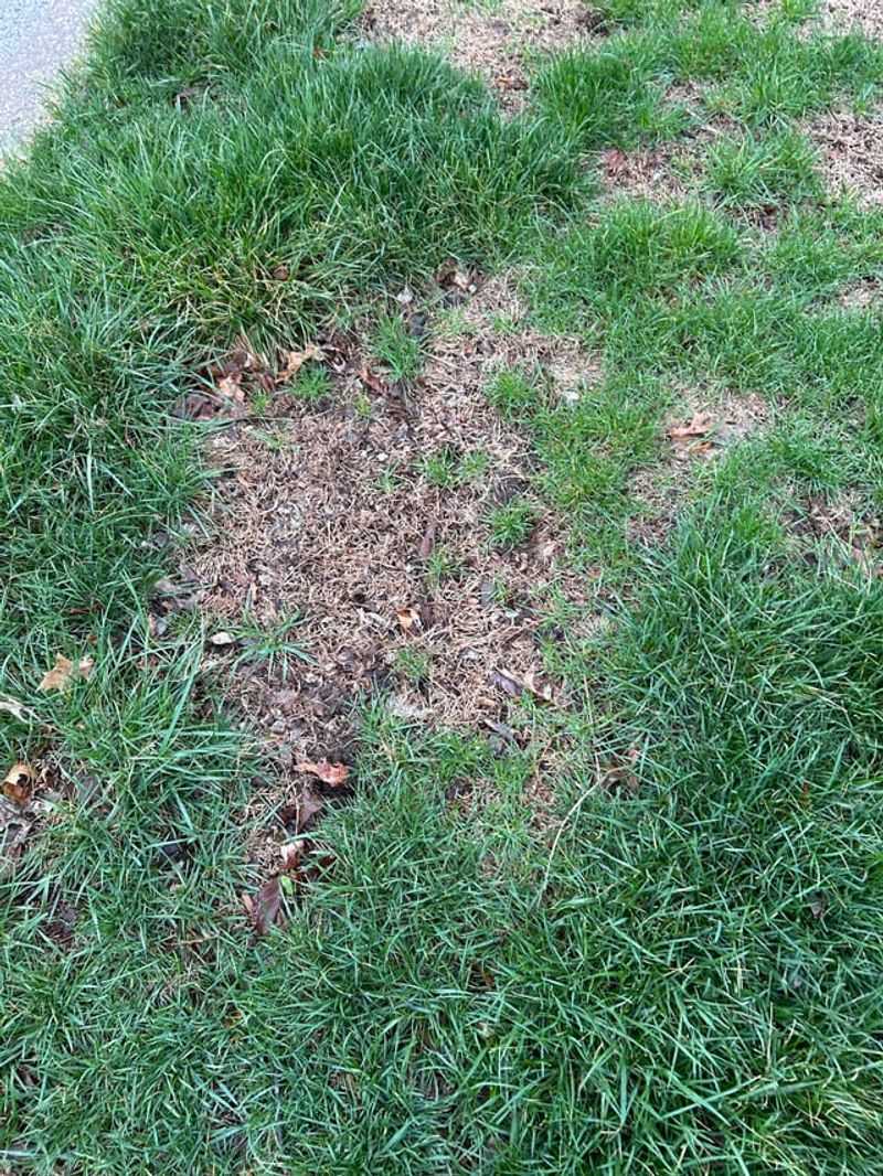 Dormant Grass Should Not Be Pushed Dormant Grass Should Not Be Pushed