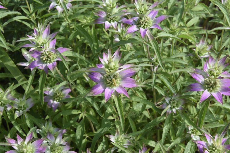 Dotted Horsemint Supports Insect Diversity Dotted Horsemint Supports Insect Diversity