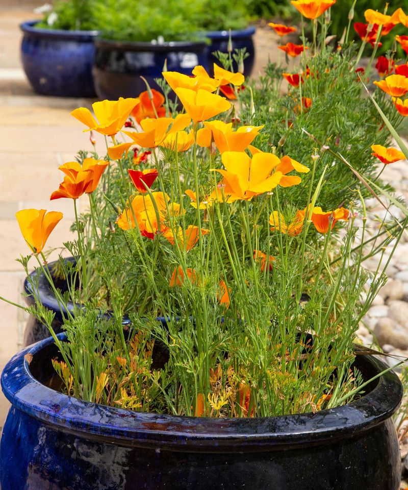 Double Pot Dark Containers