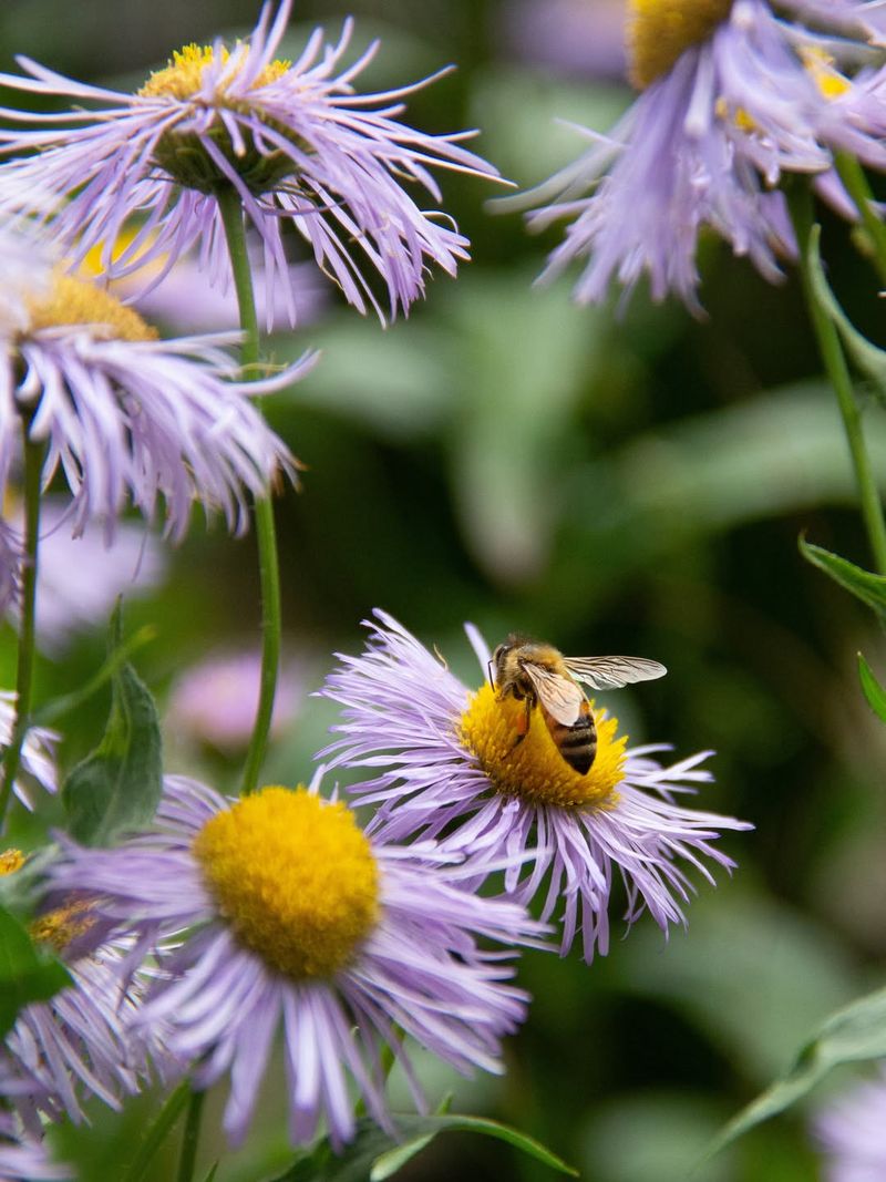 Douglas Aster Keeps Blooming Into Late Summer Douglas Aster Keeps Blooming Into Late Summer