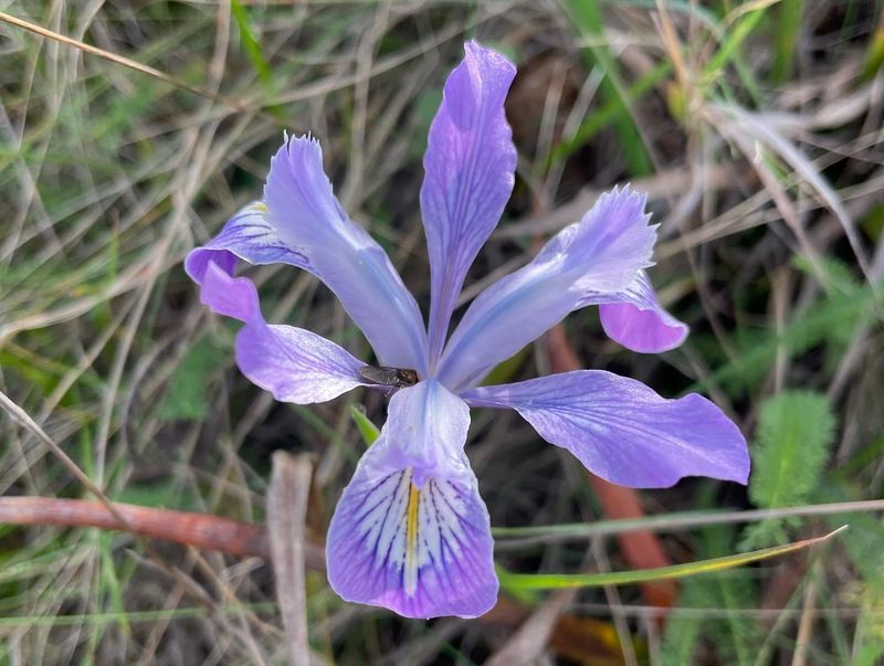 Douglas Iris Douglas Iris