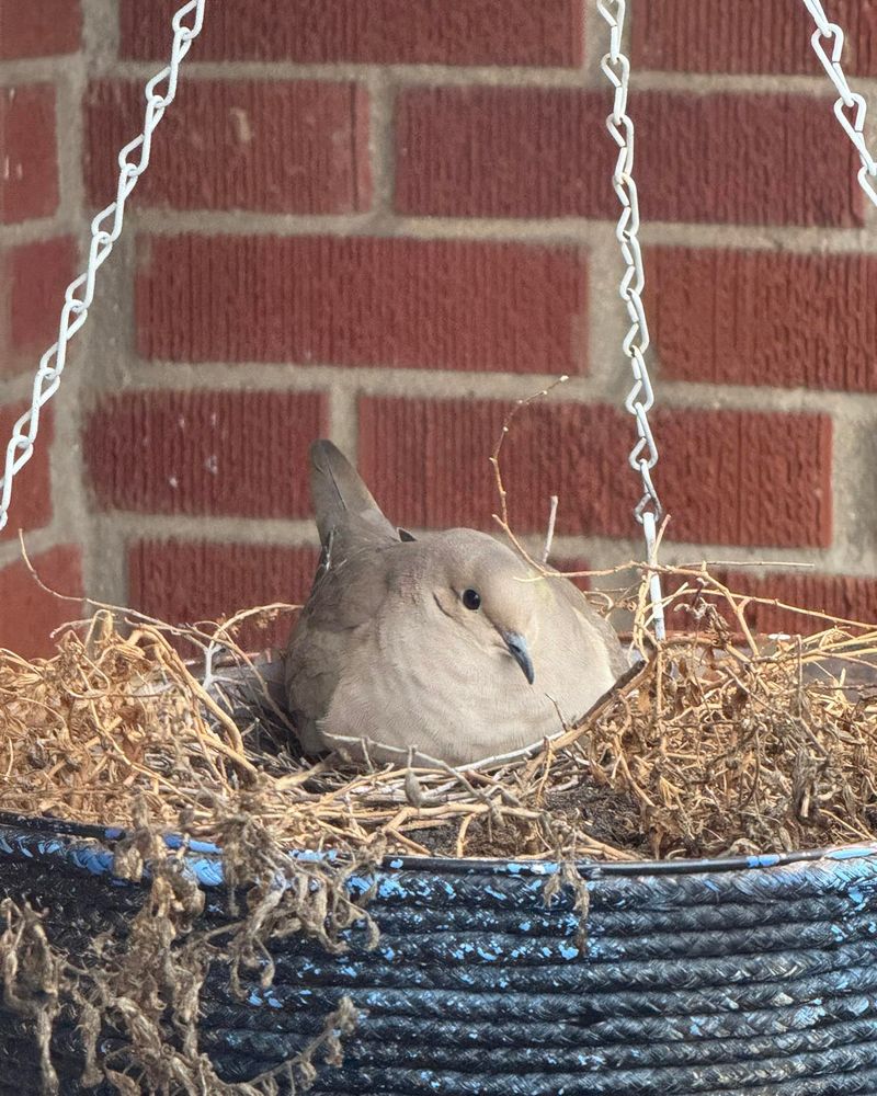 Doves Prefer Quiet Corners Doves Prefer Quiet Corners