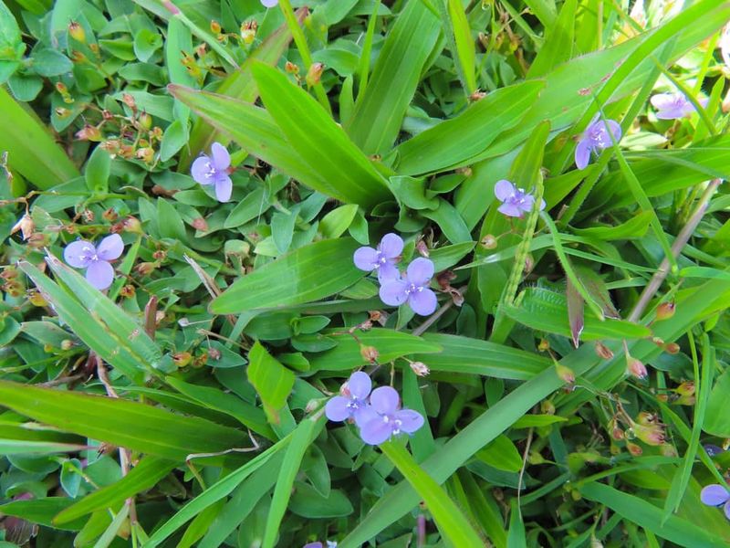 Doveweed Spreads Quickly After Summer Rain Doveweed Spreads Quickly After Summer Rain