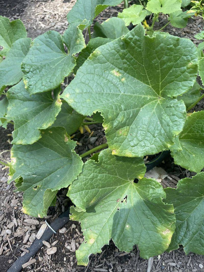 Downy Mildew Is Removing Healthy Leaf Area