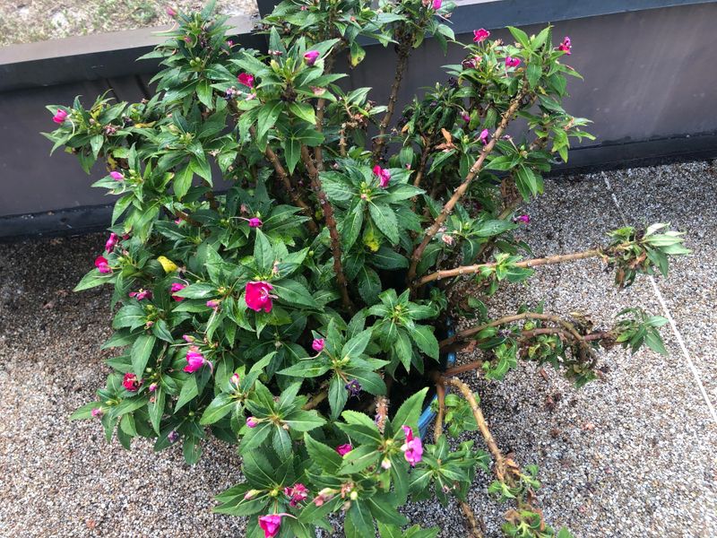 Downy Mildew May Be More Than Rain Stress Downy Mildew May Be More Than Rain Stress