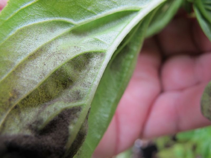 Downy Mildew May Be Starting