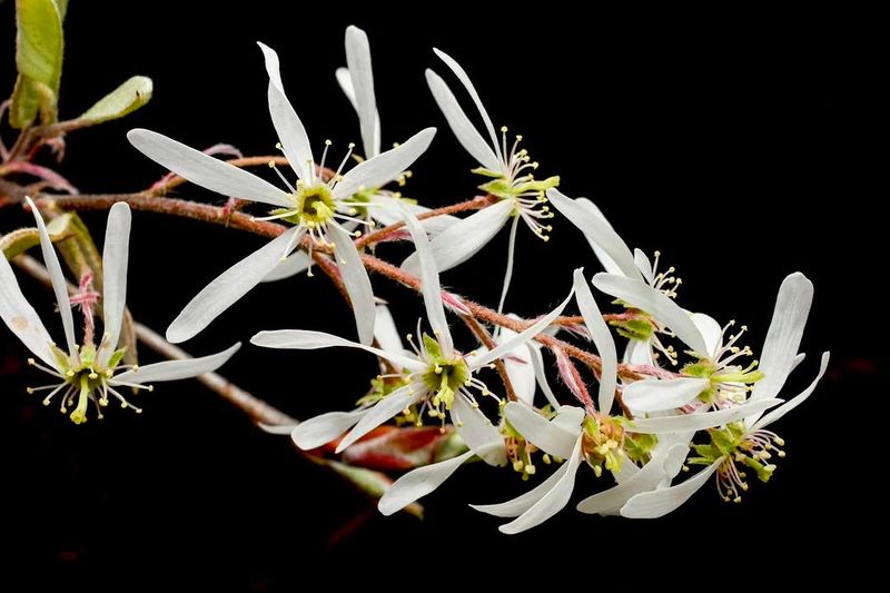 Downy Serviceberry Gives The Space Back Downy Serviceberry Gives The Space Back