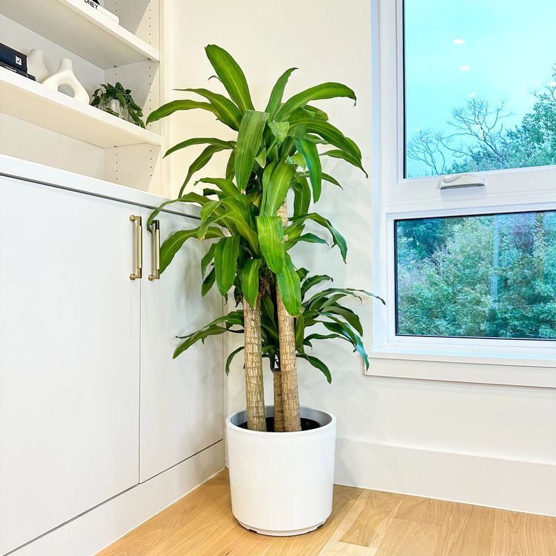 Dracaena Adds Height Without Harsh Sun Dracaena Adds Height Without Harsh Sun