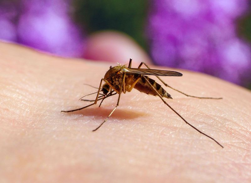 Dragonflies Feed On Mosquitoes And Other Flying Insects Dragonflies Feed On Mosquitoes And Other Flying Insects