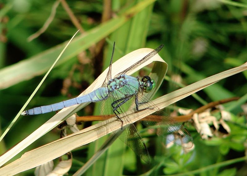 Dragonflies Follow Places With Plenty Of Insects
