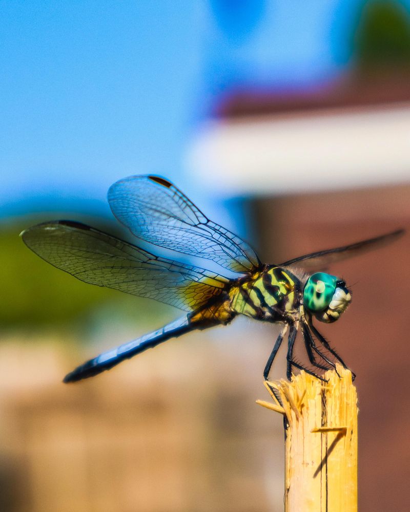 Dragonflies Need Water, Not Just Flowers