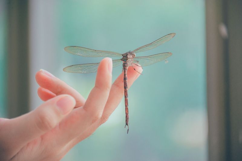 Dragonflies Pose No Real Threat To People Or Pets Dragonflies Pose No Real Threat To People Or Pets