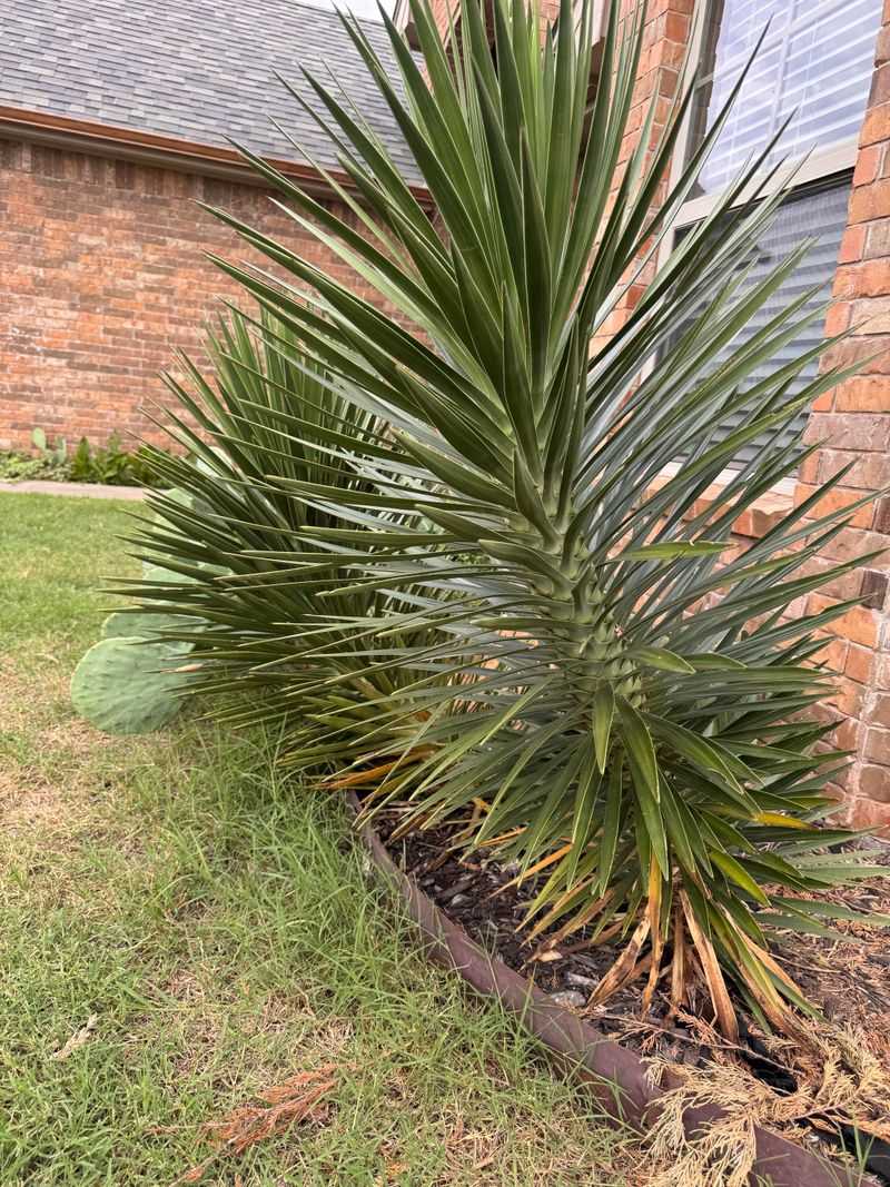 Drainage Matters More Than Frequency In Arizona Heat