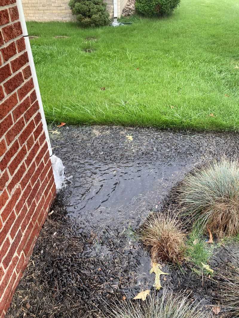 Drainage Or Irrigation May Be Keeping The Area Too Wet
