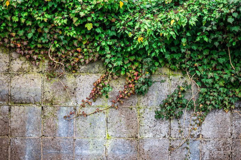 Drape Climbing Vines Over The Exposed Surface