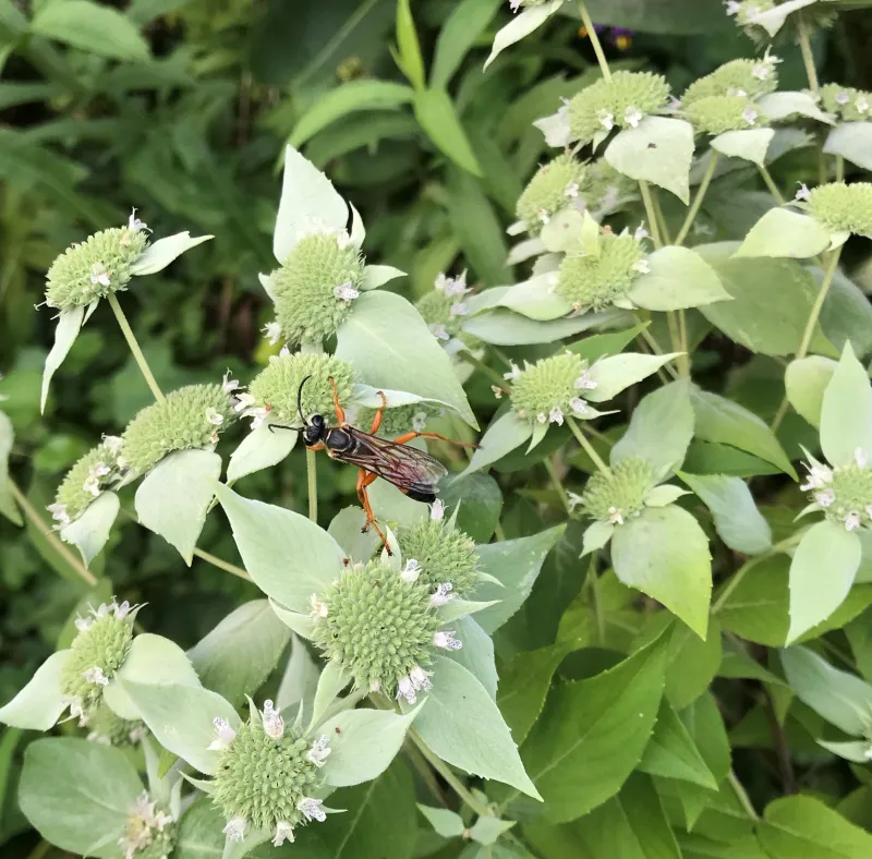 Draw Beneficial Wasps That Hunt Beetle Grubs Draw Beneficial Wasps That Hunt Beetle Grubs