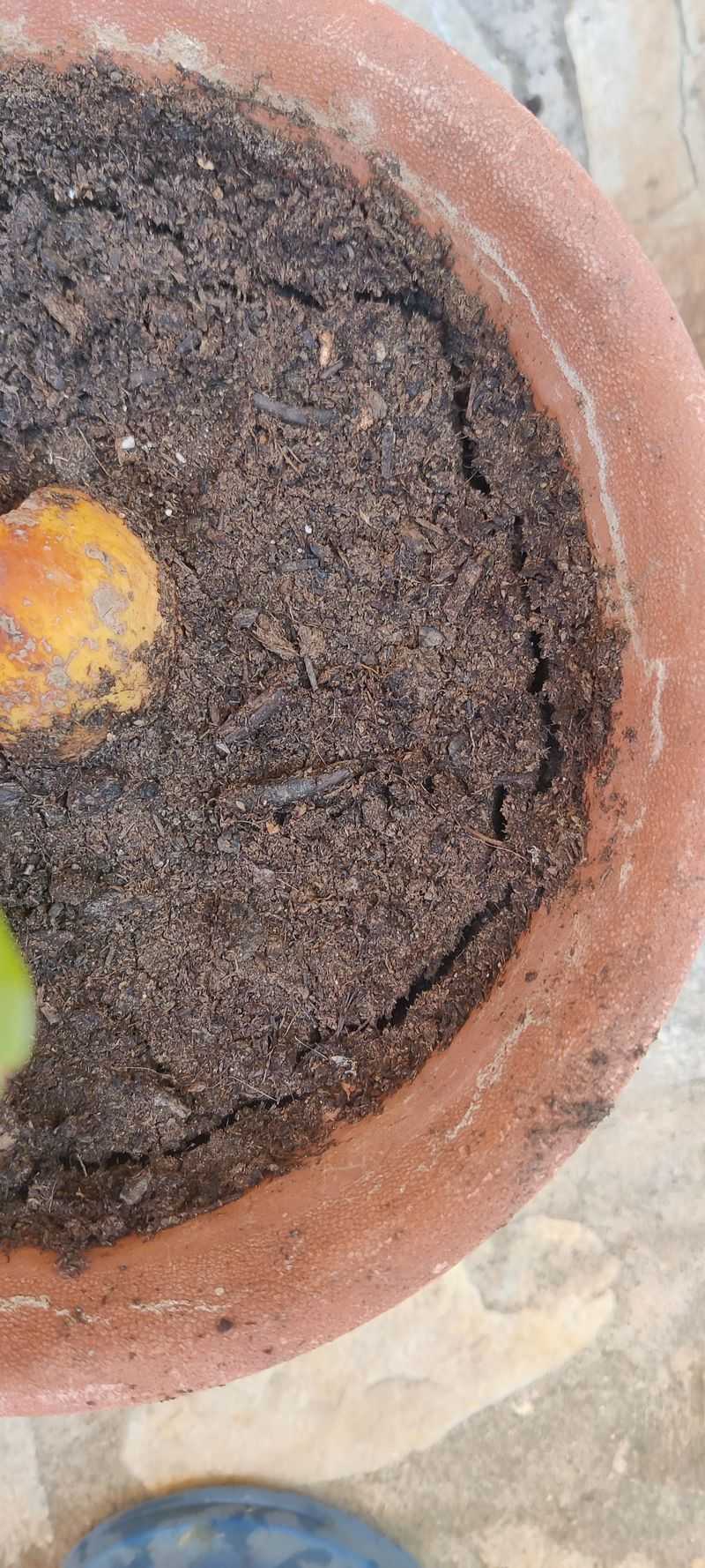 Dried-Out Potting Mix Repels Water Instead Of Absorbing It