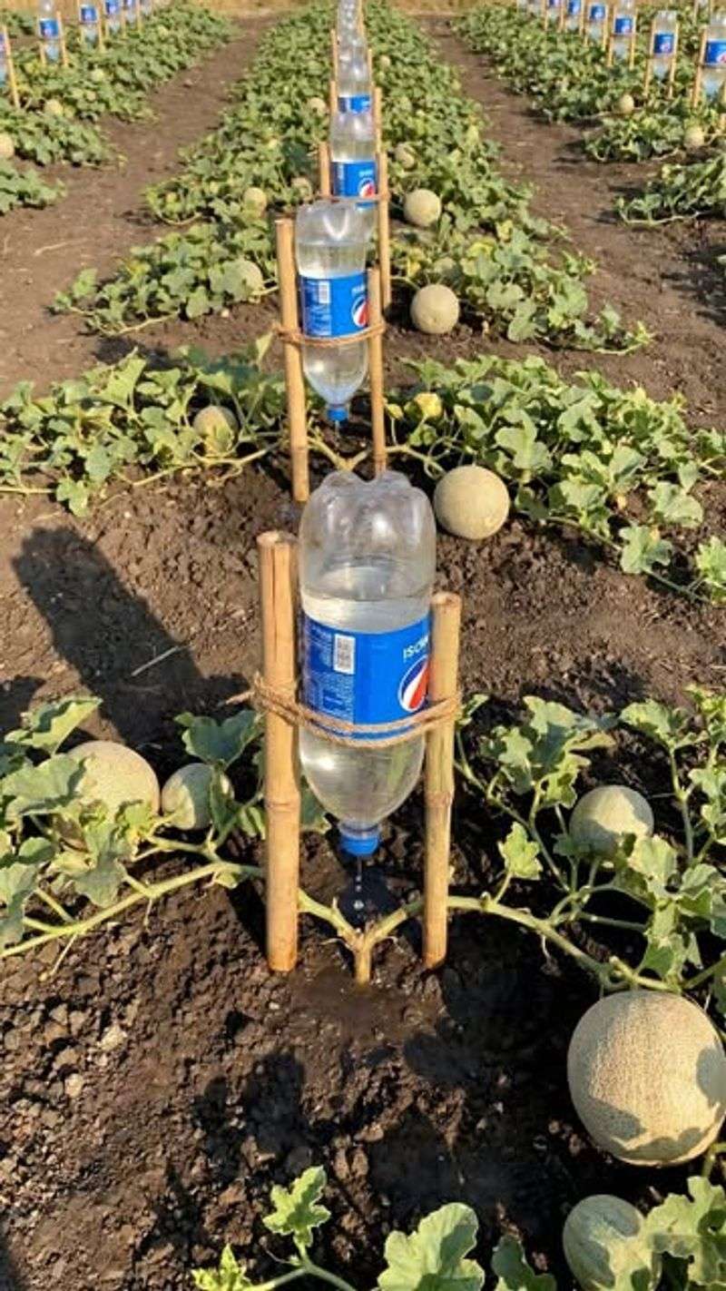 Drip Watering Is Better Than Soaking The Leaves Drip Watering Is Better Than Soaking The Leaves
